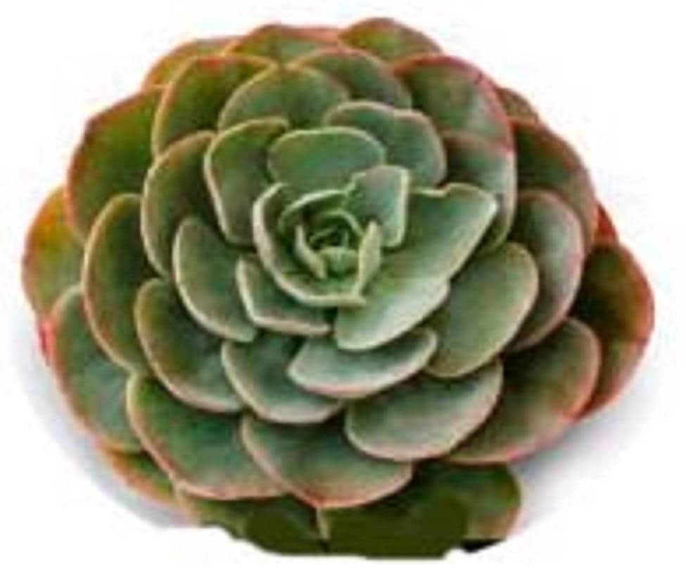 ms succulent Box of Sunshine, Miss You Gift, Live Succulent Box Send a Gift, Succulent  Gift Best Friend Gift, Friendship Gift, Cheer Up Gift, Friend Gift