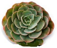 Load image into Gallery viewer, Pamper someone special for a unique and custom gift. - Naturally GiftedNY