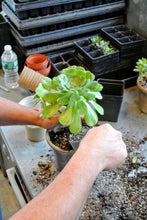 Load image into Gallery viewer, Thoughtful and unique holiday gifts for mom at every price - Naturally GiftedNY