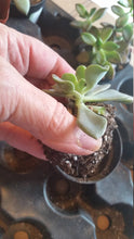 Load image into Gallery viewer, Box of Sunshine to brighten her day!! - Naturally GiftedNY