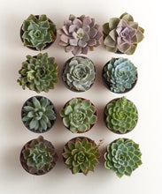 Load image into Gallery viewer, Box of Sunshine to brighten her day!! - Naturally GiftedNY