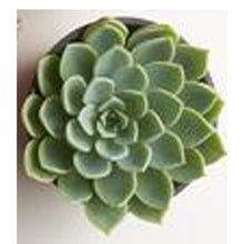 Load image into Gallery viewer, Gifts For Your Sister You'll Probably Steal Later - Naturally GiftedNY